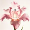 大內密探探芳華香水，查某人適用，香味會留 72 小時，淡香氣，送禮足適合